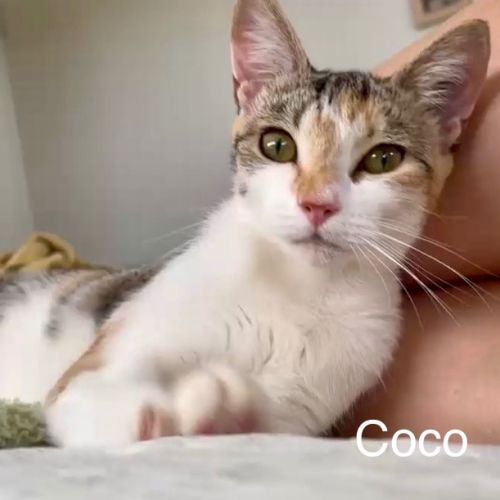 Coco - Domestic Short Hair (DSH) Cat