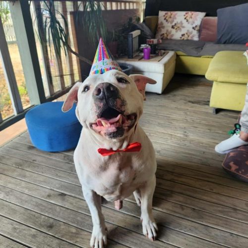 Sydnee - American Staffordshire Terrier Dog