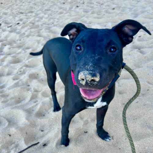 Stewie - Bull Terrier Dog