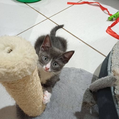 Nat The Cat - Domestic Short Hair (DSH) Cat