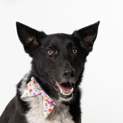 Max - Australian Shepherd Dog