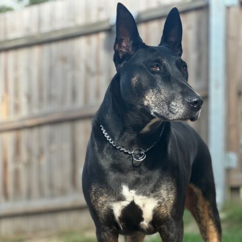 Josie - Bull Terrier x Australian Kelpie Dog