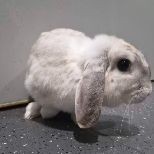 Treasure - Lop Eared Rabbit