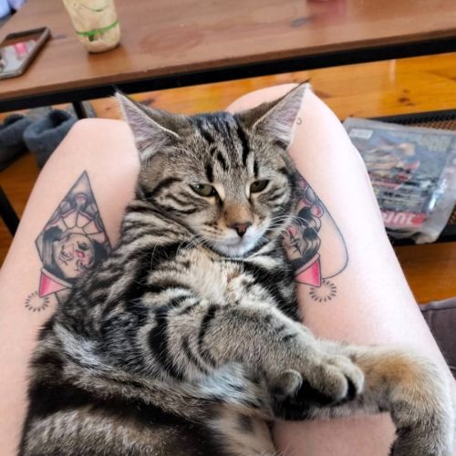 Pepper - Domestic Short Hair (DSH) Cat