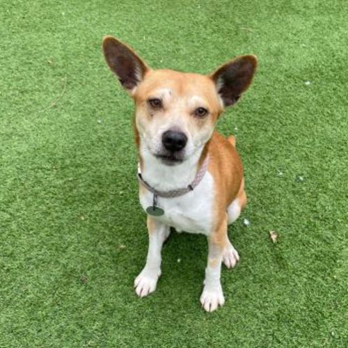 Kimba - Basenji Dog
