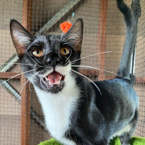 Stanford  - Domestic Short Hair (DSH) Cat