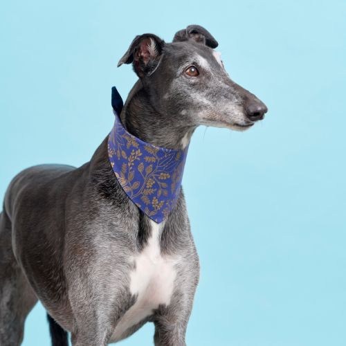 Duke - Greyhound Dog