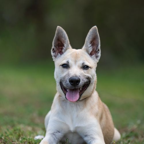 Missy - German Shepherd x Kelpie Dog