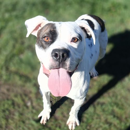 Oreo - American Bulldog x American Staffordshire Bull Terrier Dog