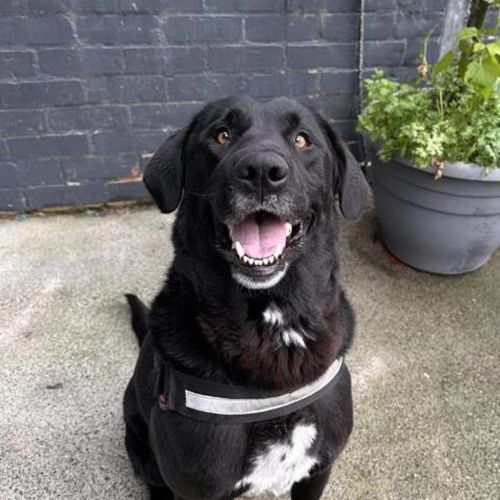 Zoe - Labrador x Sarplaninac Dog