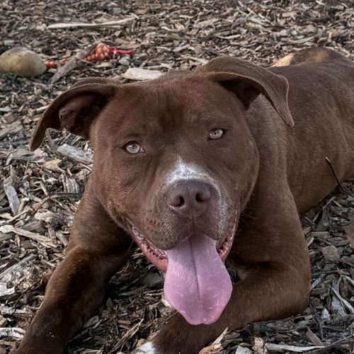 Asha - American Staffy Mix Dog