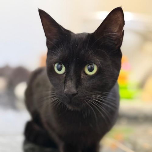 Rosemary - Domestic Short Hair (DSH) Cat