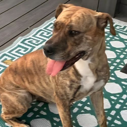 Blossom - Mixed breed Dog