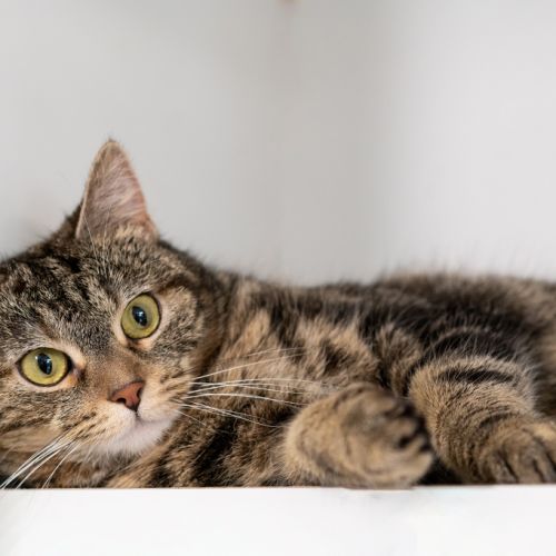 Tilly - Domestic Short Hair Cat