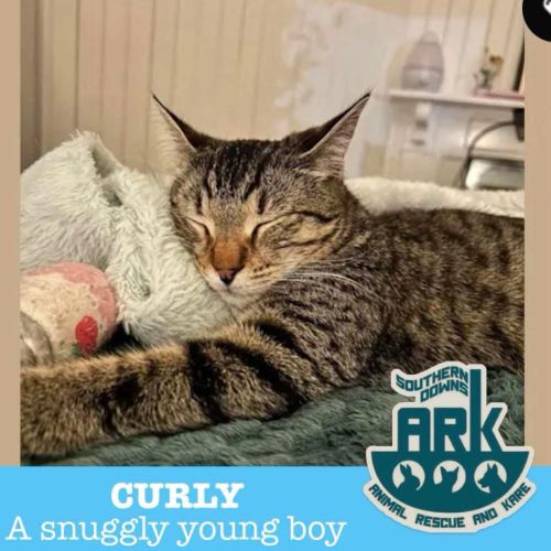 Curly  - Domestic Short Hair (DSH) Cat