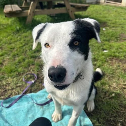 Mitch - Border Collie Dog