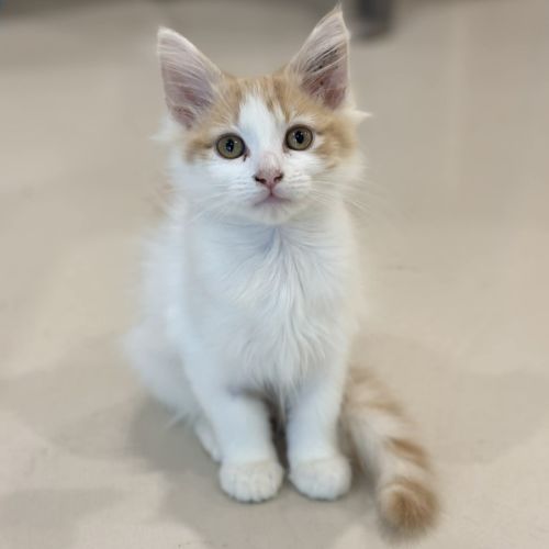 Skittles - Domestic Short Hair (DSH) Cat