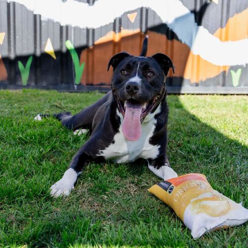 Goose - American Staffordshire Terrier Dog