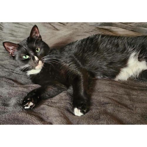 11130 - Harper - Domestic Short Hair (DSH) Cat