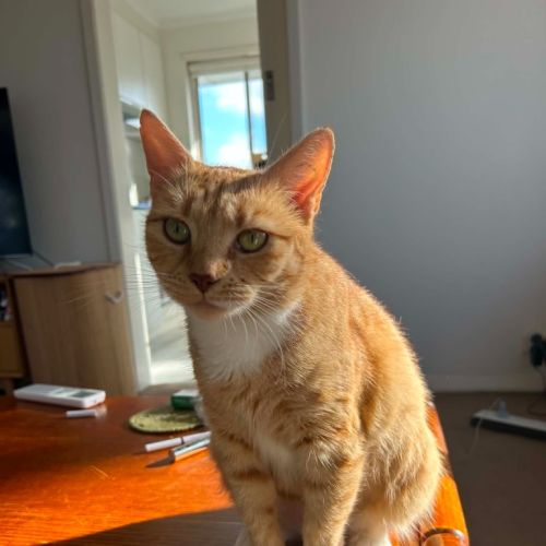 Mishka - Domestic Short Hair (DSH) Cat