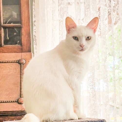 Lily / Clara / Pearl - Domestic Short Hair (DSH) Cat