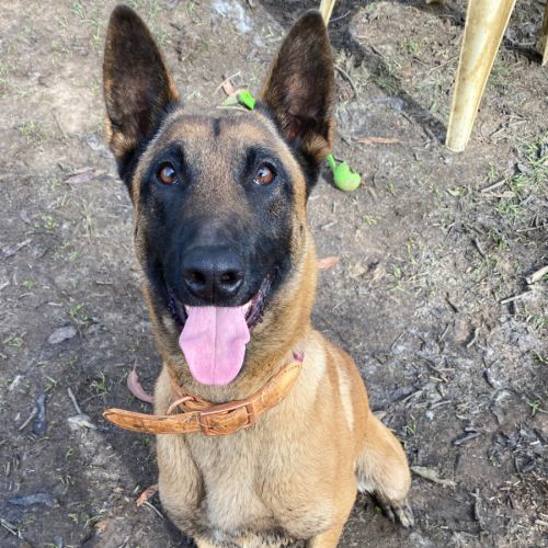 Betty - Belgian Malinois Dog