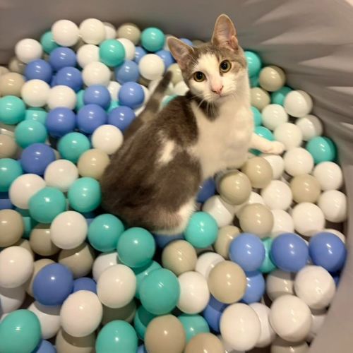 Harmony - Domestic Short Hair (DSH) Cat