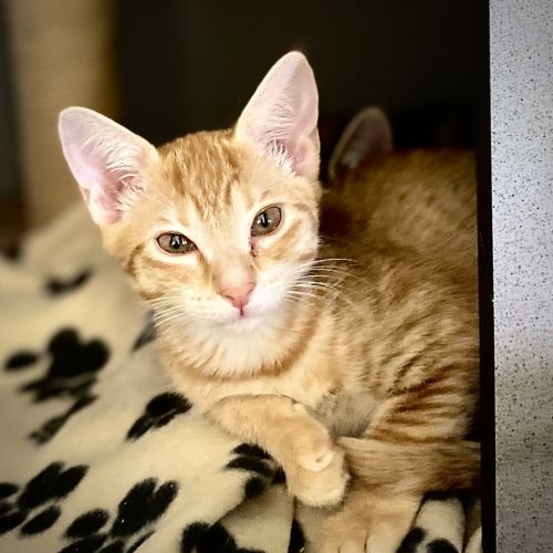 Victra - Domestic Short Hair Cat