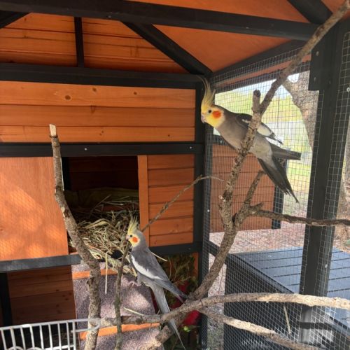 Billy and Bob -  Bird