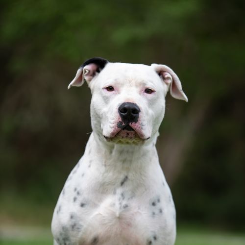 Houdini - Staffordshire Bull Terrier Dog