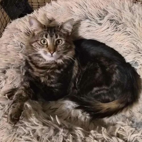 14027 - Mercedes - Domestic Medium Hair (DMH) Cat