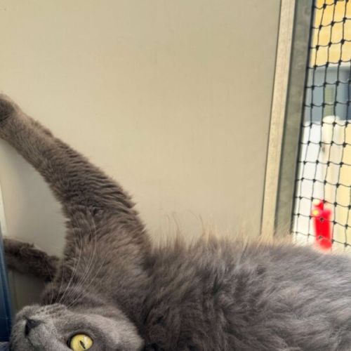 Koji - Domestic Short Hair (DSH) Cat