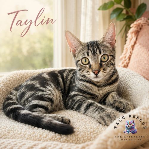 Taylin - Domestic Short Hair (DSH) Cat