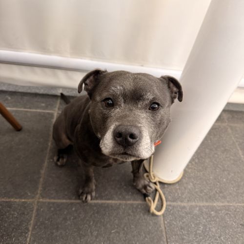 Gracie - Staffordshire Bull Terrier Dog