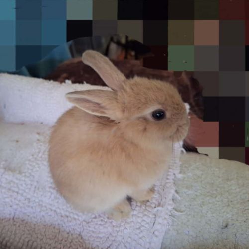 Lexi - Cinnamon Rabbit