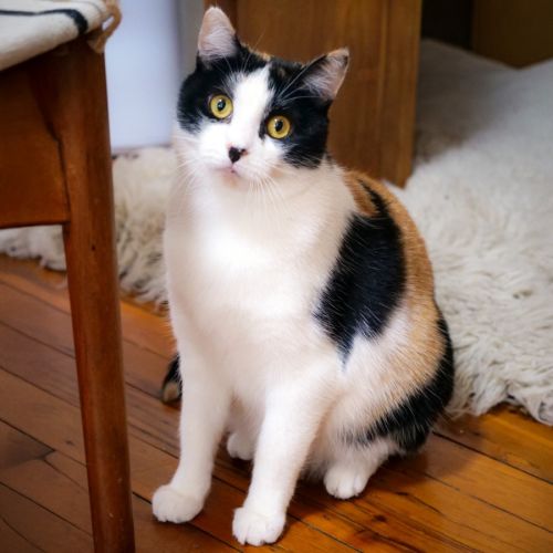 Jennifer Meowsu - Domestic Short Hair (DSH) Cat
