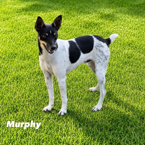 Murphy - Tenterfield Terrier Dog