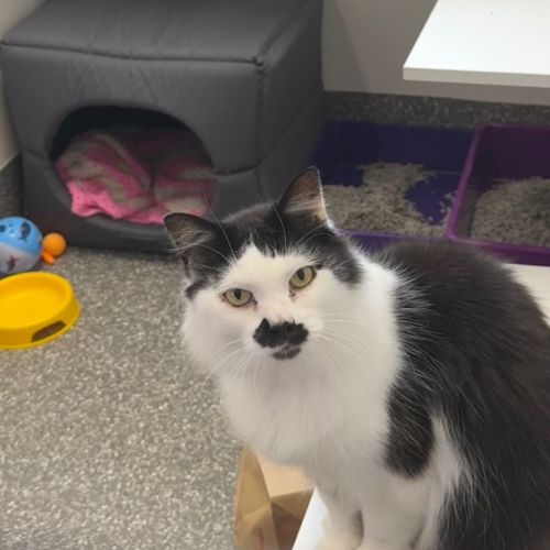 Tolstoy - Domestic Medium Hair (DMH) Cat