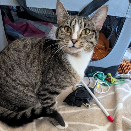 Dolly - Domestic Short Hair (DSH) Cat