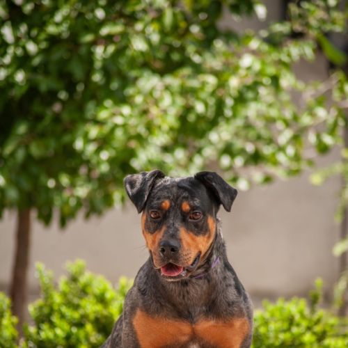 Cleo - Catahoula Leopard Dog