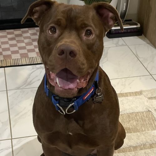 Boof - Labrador Retriever x American Staffordshire Terrier Dog