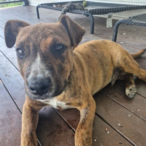 Xand - Bullmastiff x American Staffordshire Terrier Dog
