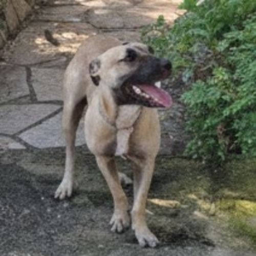 Cassanova - Staffordshire Bull Terrier Dog