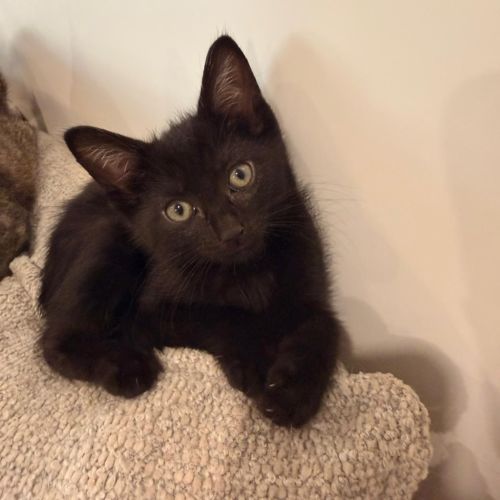 Apple - Domestic Short Hair (DSH) Cat