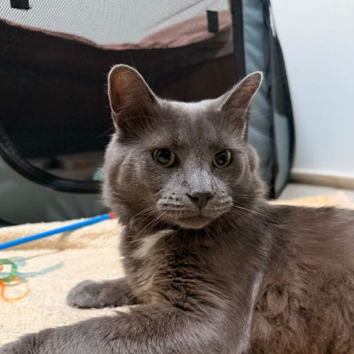 Dory - Domestic Short Hair (DSH) Cat