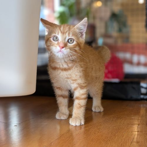 Fred - Domestic Short Hair (DSH) Cat