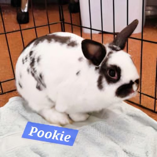 Pookie, Harmony, and Harper - Netherland Dwarf Rabbit