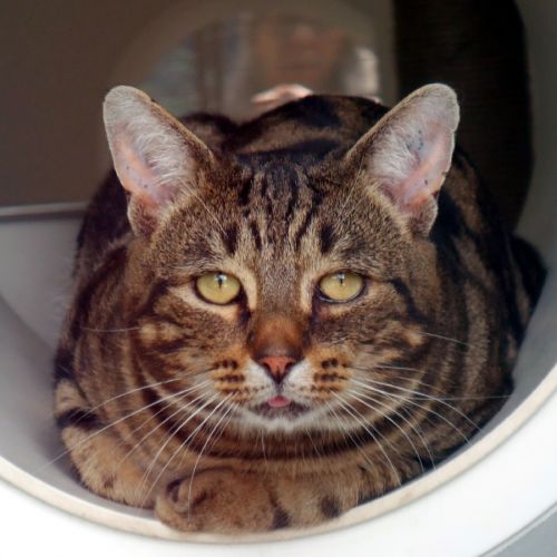 George SUA014378 - Domestic Short Hair Cat