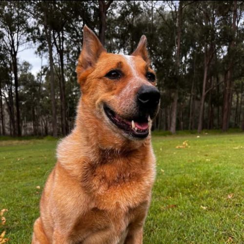 Rusty  - Australian Cattle Dog