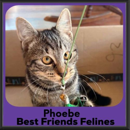 Phoebe  - Domestic Short Hair (DSH) Cat